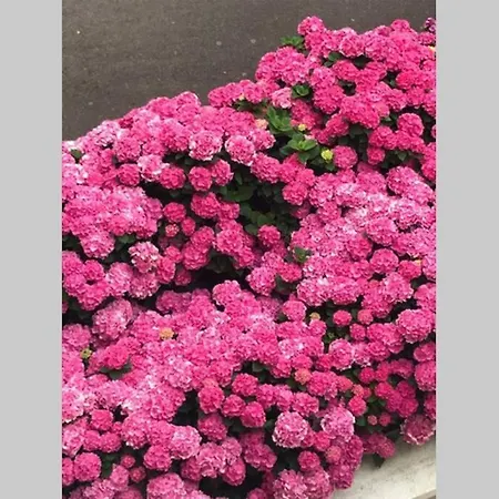 Grand 4 Etoiles Vue Et 2 Terrasses *