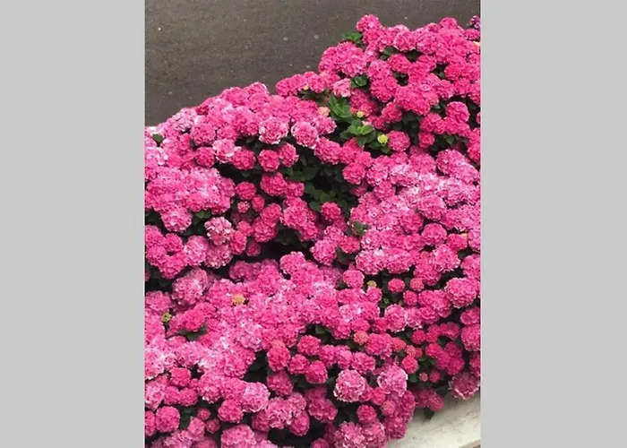 Grand 4 Etoiles Vue Et 2 Terrasses *